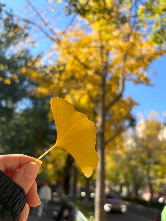Under the Ginkgos of Di Tan
