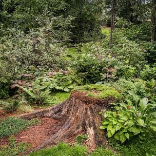 The Japanese Garden at Cowden