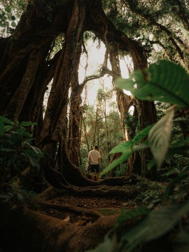 バリ島の「隠れた」植物の宝石、静寂を楽しめる場所 | Trip.com バリ島
