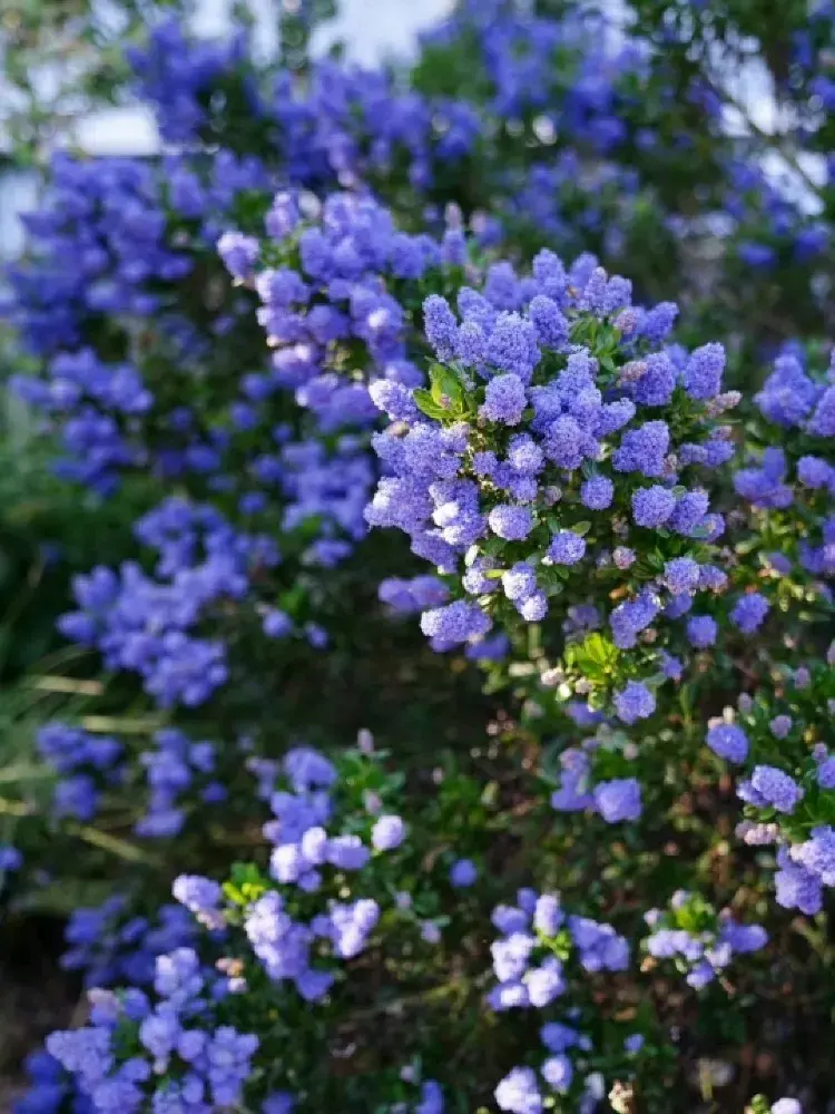 科隆植物園 —— 夏日將一切化作光與葉