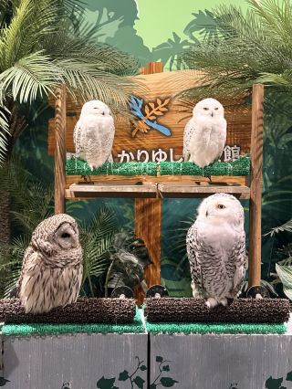 沖繩親子遊必收！DMM水族館，全室內爽爽玩一整天