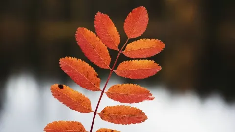 芬蘭拉普蘭區的秋季——北方大地染上金黃之時 — traveler post in 列維