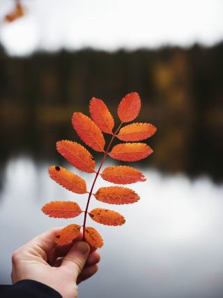 🍂✨芬蘭拉普蘭的秋天－北方染上金色🇫🇮