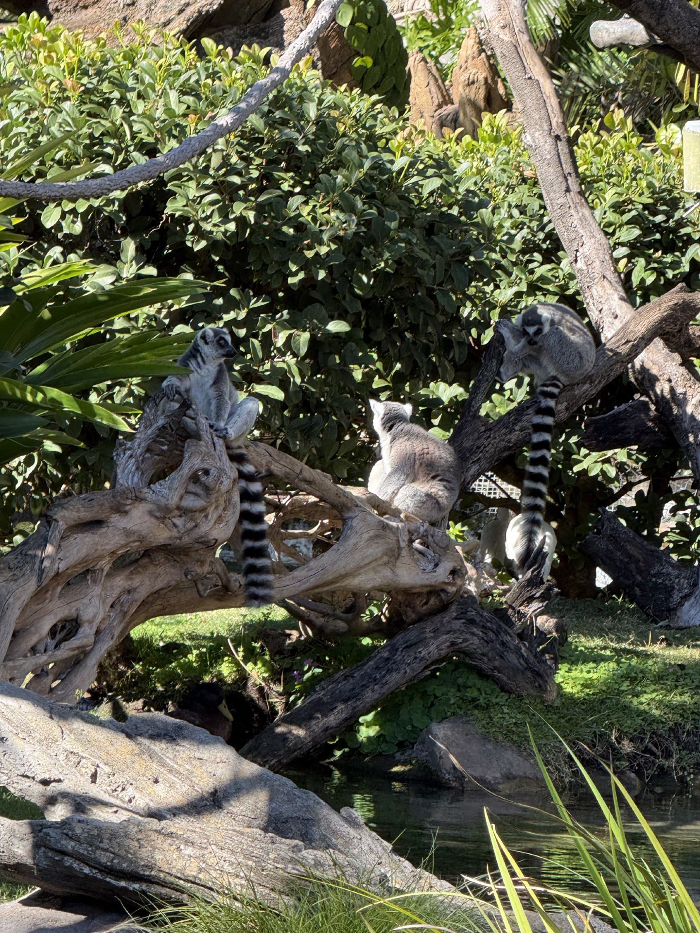 A Complete Guide to WDW Animal Kingdom: Explore Safaris & the World of Avatar!