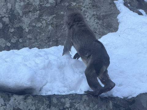 日本で雪猿を見るには？🐒♨️ 長野ガイド | Trip.com 山ノ内町