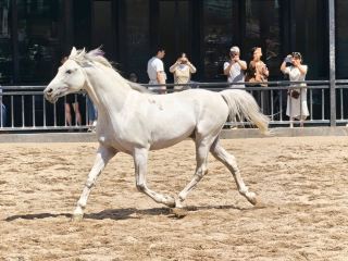 The underrated Xinjiang Khan Blood Horse Base: everyone who visits falls in love with it!