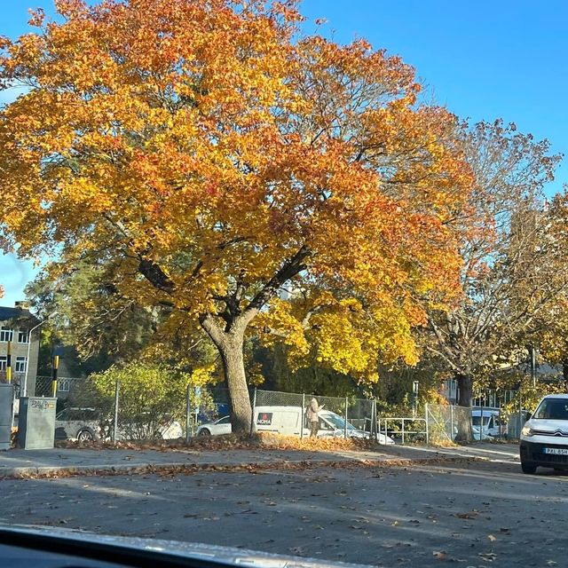 Autumn at Drottningholm Palace 🗺️