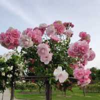 The Beautiful Victoria State Rose Garden 🇦🇺
