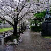 🌸Cherry blossom in Kumamoto🌸