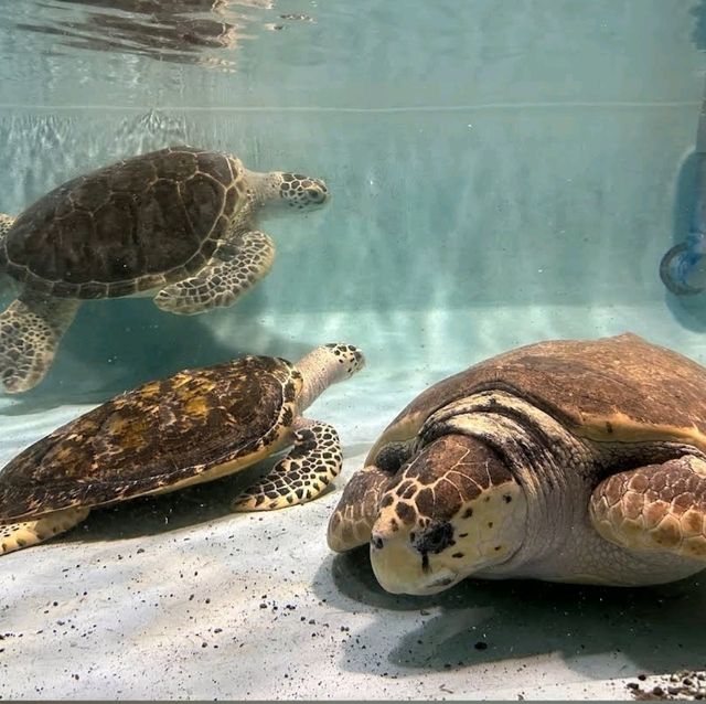 《海洋世界海之中道》🐠九州之海為主題的水族館🦈