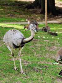 Woburn Safari Park was wonderful 🇬🇧