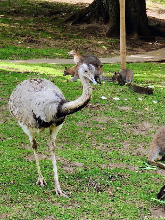 Woburn Safari Park was wonderful 🇬🇧