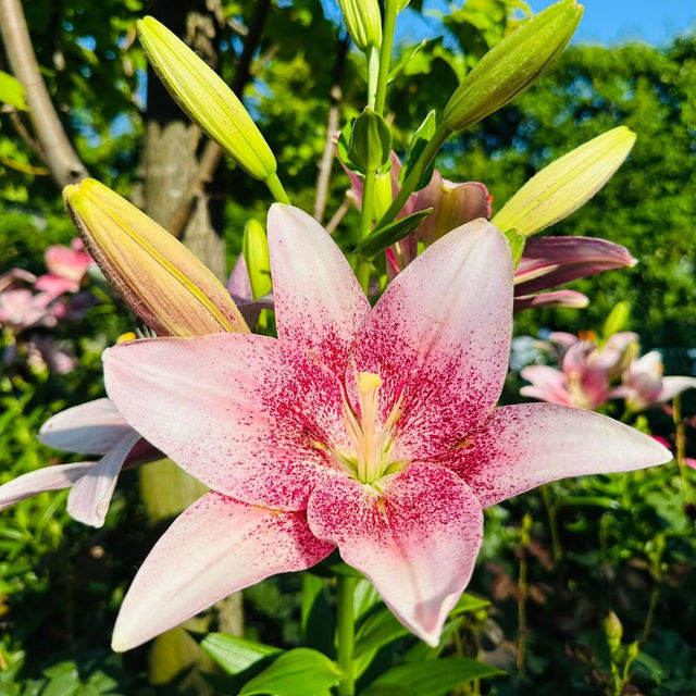 Yokohama English Garden 🪴 🇯🇵 
