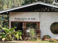 Elefin coffee shop in Thailand 🇹🇭 