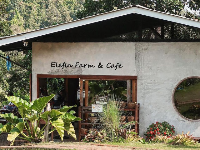 Elefin coffee shop in Thailand 🇹🇭 