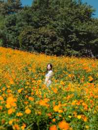 🍁 올림픽공원 들꽃마루
