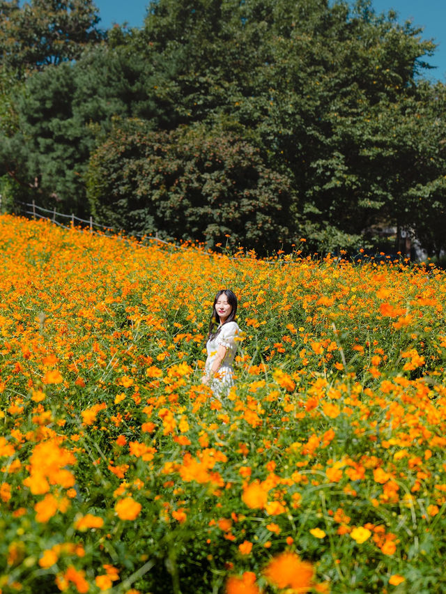 🍁 올림픽공원 들꽃마루