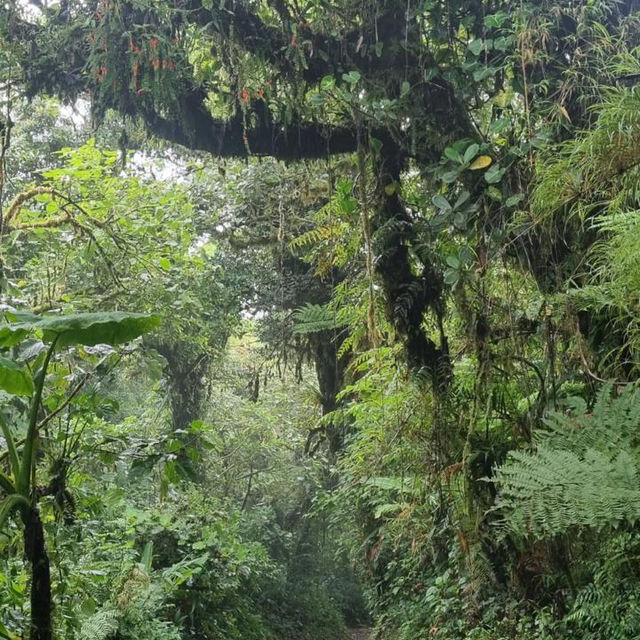 A walk through the cloud forest 