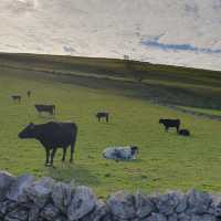 Cows, caves and cliffs in Dovedale