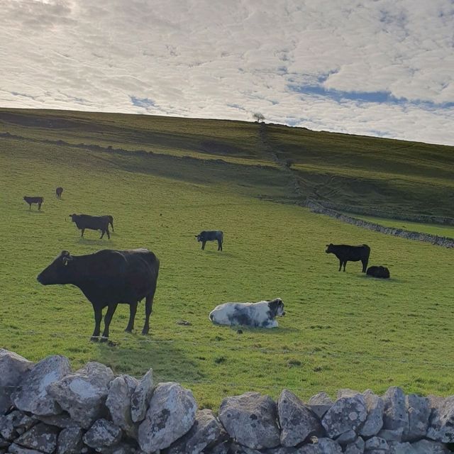 Cows, caves and cliffs in Dovedale
