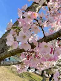 【京都:宇治】桜と抹茶の香りに包まれる春、宇治で特別なひとときを🍵🌸