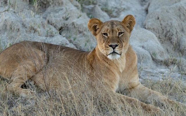 Matusadonha Safari Special –  US$1,220 pps