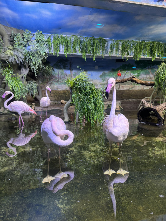 The coolest oceanarium in Moscow🪼
