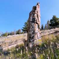Beyond Old Faithful: Discovering Yellowstone’s Secret Side