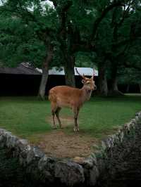 🌸 Nara Park: Where Nature, History & Sacred Deer Meet 🇯🇵✨