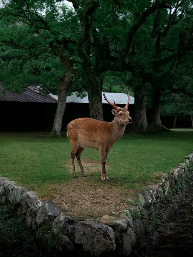 🌸 Nara Park: Where Nature, History & Sacred Deer Meet 🇯🇵✨