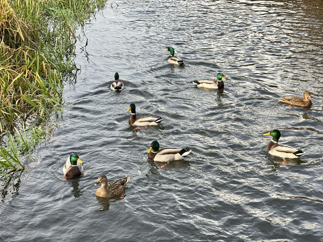 華麗轉身:荒廢船塢變身現代綠洲豪宅