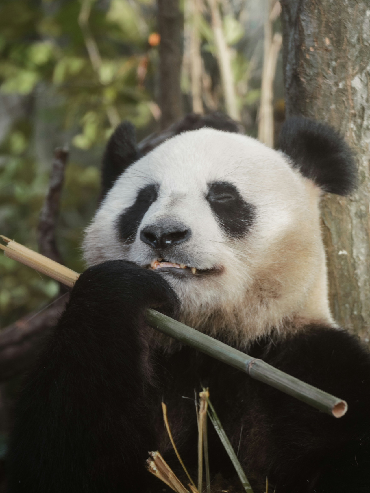 中國睇熊貓攻略：去邊度先唔會後悔？