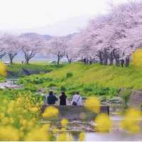 The present and future of Japanese cherry blossoms