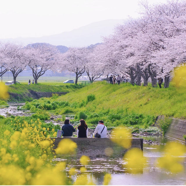 The present and future of Japanese cherry blossoms