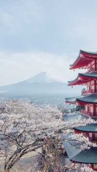 March, go to Japan to enjoy cherry blossoms.