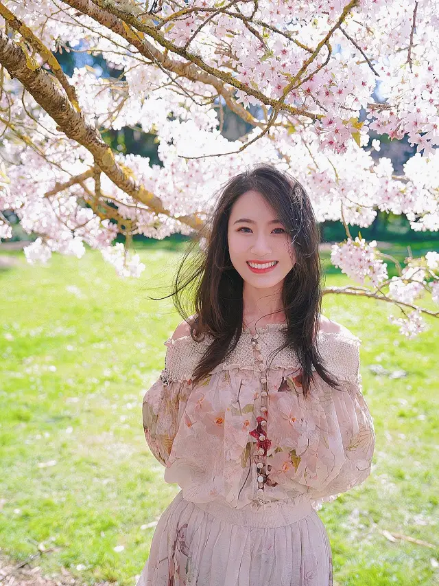 "March" San Francisco cherry blossom photo shoot~ This is how you do it!!