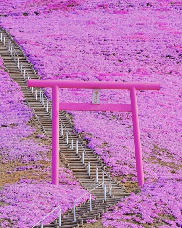 🇯🇵Hokkaido Pink Mound💕Enjoy the romantic cherry blossom sea of spring.