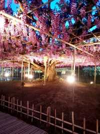 One of Japan's famous flower viewing spots | Ashikaga Flower Park