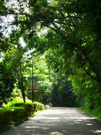 綠意盎然的寶安城市公園，親近大自然休閒好去處