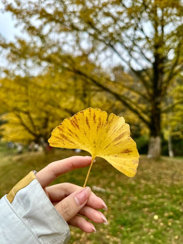 韶關帽子峰三天旅遊攻略