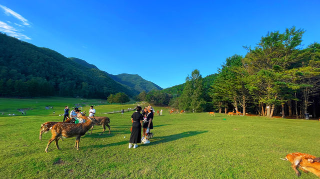 黑龍江伊春｜金山屯 金山鹿苑遊玩攻略