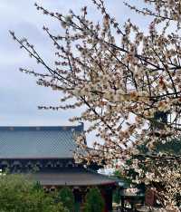 說三遍:不是林陽寺，不是林陽寺，不是林陽寺