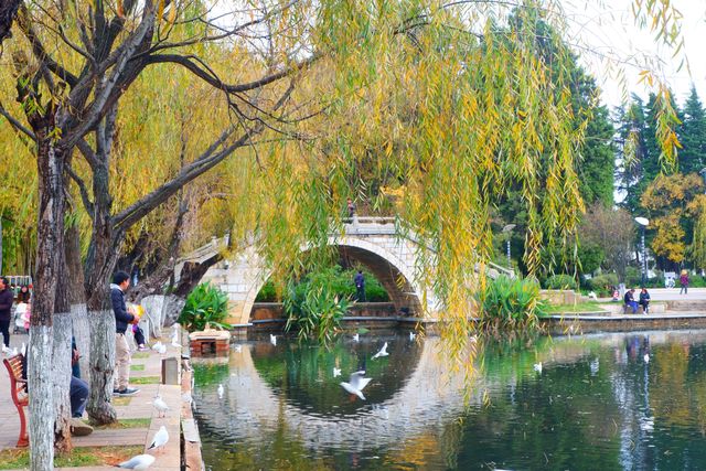 城市C位出道計劃 | 大觀公園觀鷗，滇池日落美