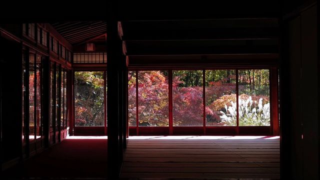 不輸琉璃光院，天授庵的紅葉也很驚艷!分分鐘出大片!