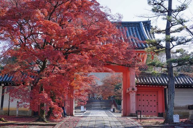 京都最美的紅葉在哪?真如堂