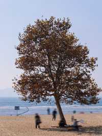 在青島第一海水浴場，我發現一棵孤獨的樹
