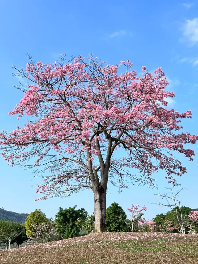 你不知道？這是廣州最浪漫的免費露營地