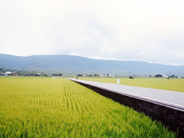 台灣必去景點伯朗大道風吹麥浪踏車而行悠閒舒適