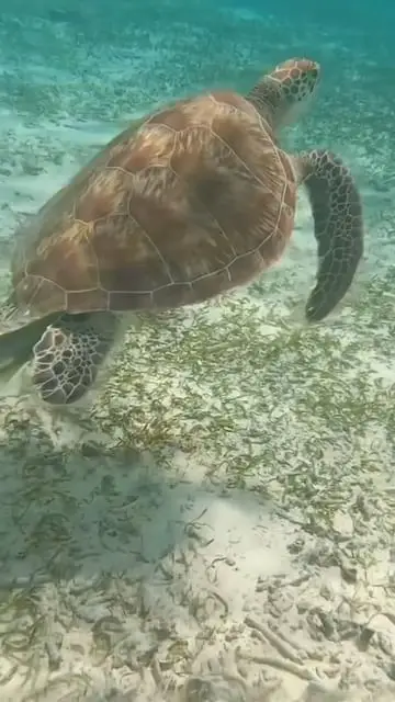 Day 4 in Maldives - snorkeling and swimming with turtle