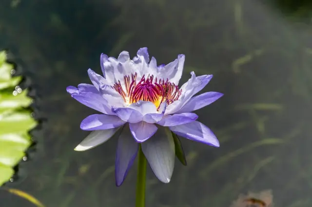 The Gu Yi Garden is famous for its superior lotus